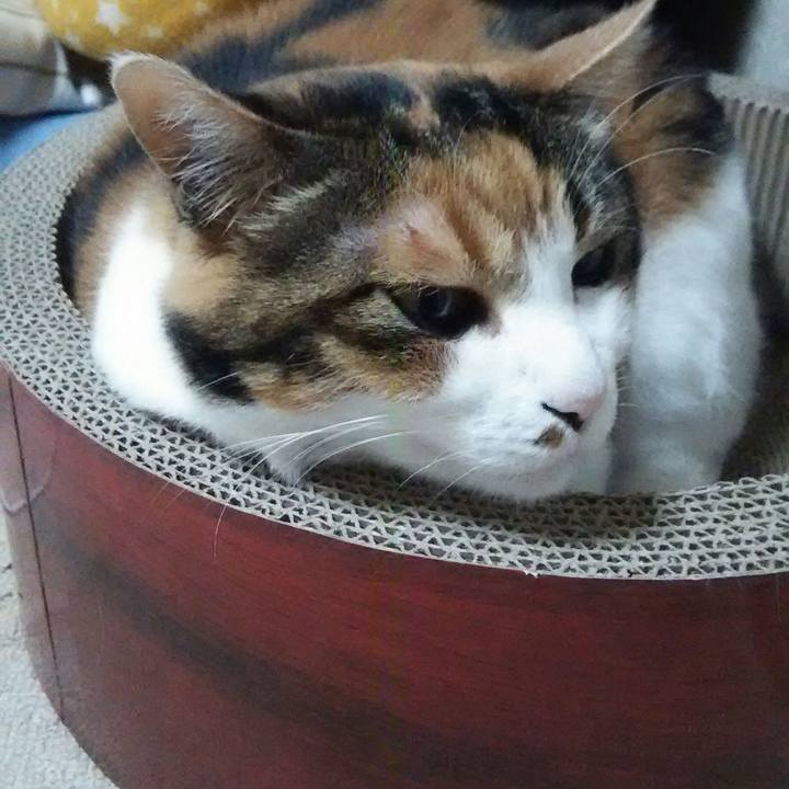 2c1cca7c 938d 4128 9740 dad36e5d13fe