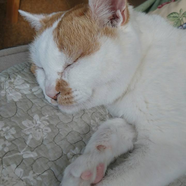 2c1cee14 96a2 4e2a 90d5 a33cdf7b4d36