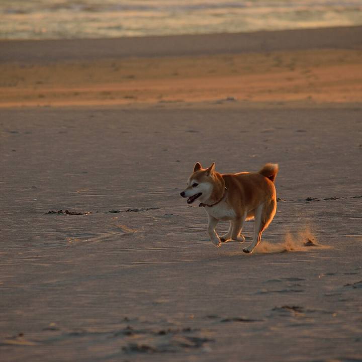 2c1d8c2e df86 488c 92f4 9d6a769ad782