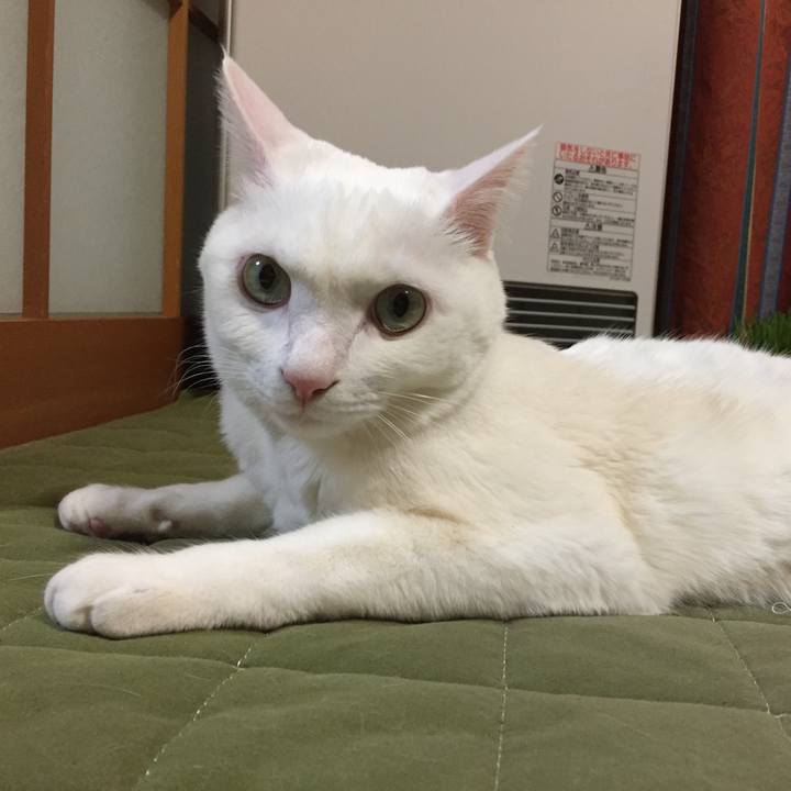 2c1f90c5 7a71 4ec8 8931 ddadfd36bb94