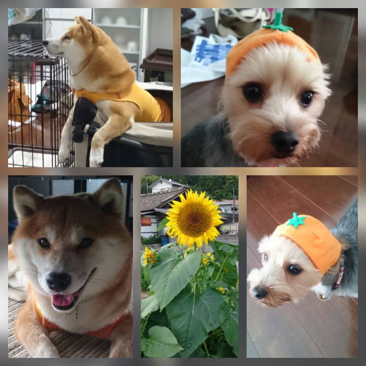 2c270f77 41e3 4473 8503 2c0bb6acfbf1