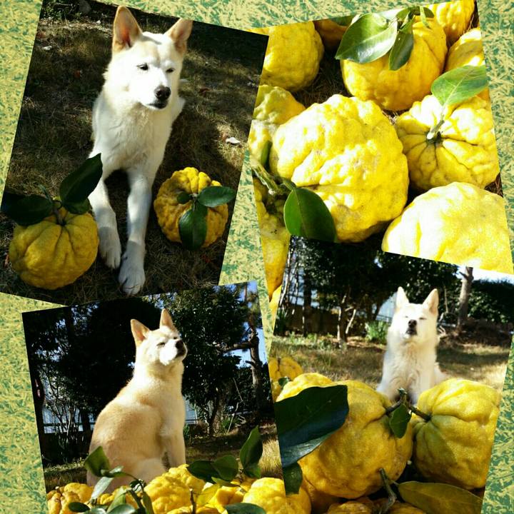 2c2b4d54 4966 49b2 9b27 b59711ed9923