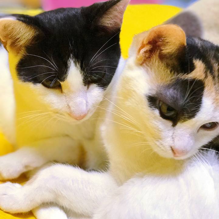 2c2b97c2 4ade 4558 972e c9be44b83c9f