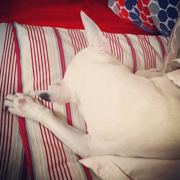 2c2dbc9a 4ae8 4242 b8db bf8ce435da22