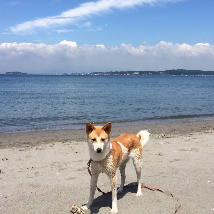 2c2e966b 5c77 4a56 9f26 f8f6b5f68a21