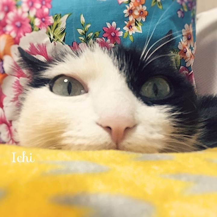 2c2f78fb ee69 4bb9 8352 57f87ca3c412