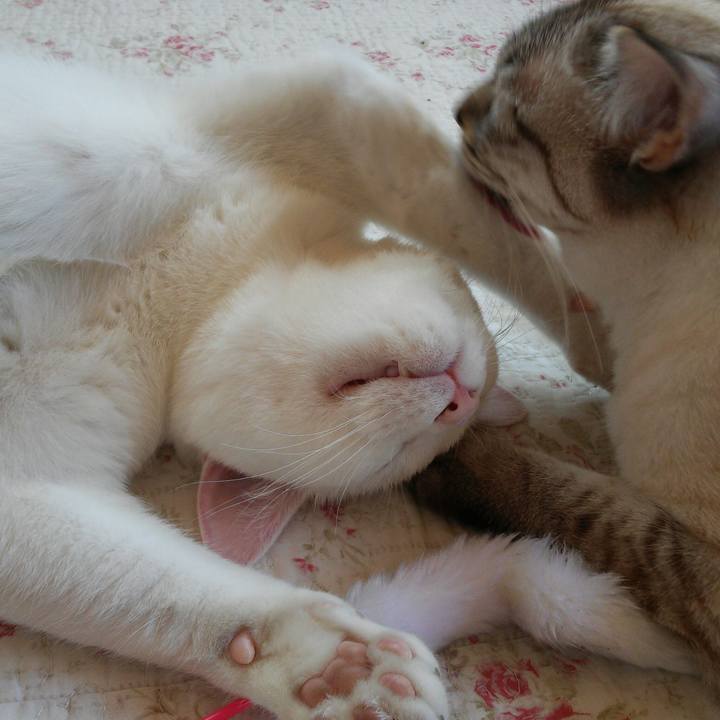 2c32580b 8625 4397 9f34 6419e781c3ec