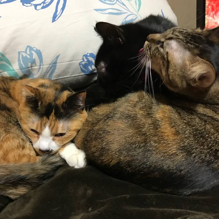 2c3342a2 1780 49be a484 70aa873d2310