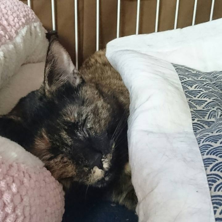 2c358801 8cf7 4e2f 8bcb 776348778003