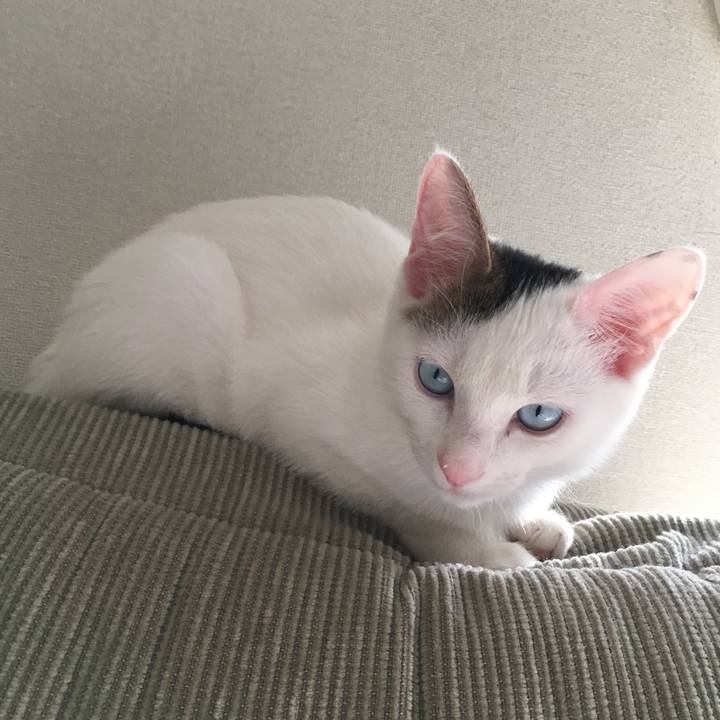 2c3c8648 d70c 4cf5 95f0 d0d89782e182