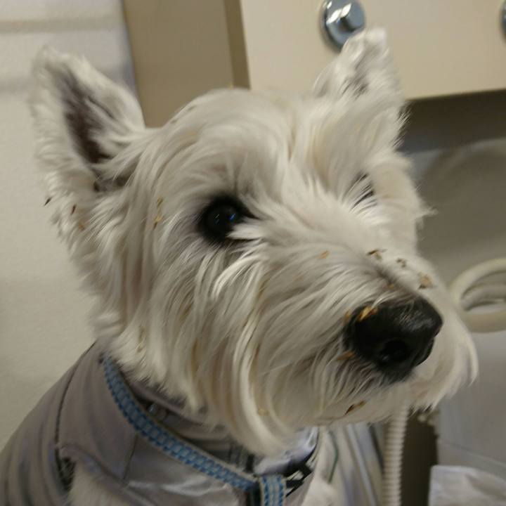 2c4d5de2 0198 4184 90c4 f2c40f1f1507