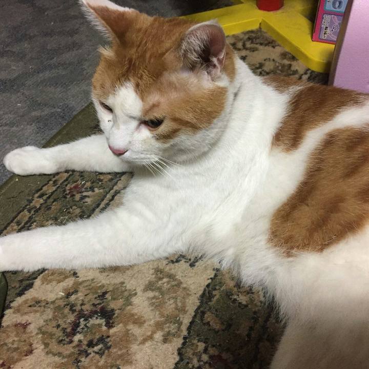 2c51c37e cd51 4134 a96c b9ecad597fcb