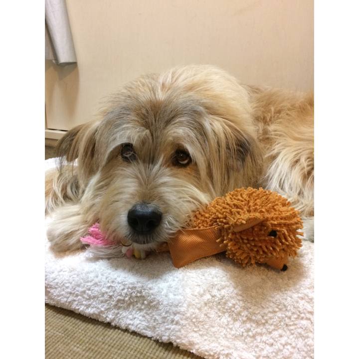 2c528e9e a74b 4d52 b32a 26f0e4db5468