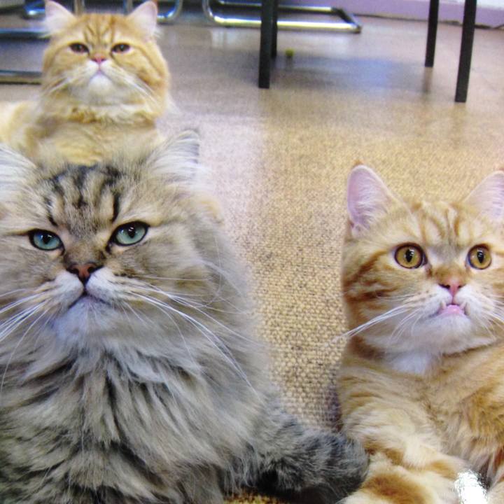 2c6024af e811 411d 809a 4b6dd7a76952