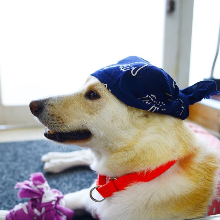 2c610ff0 2f26 4ed7 8431 147d44a8f5ba