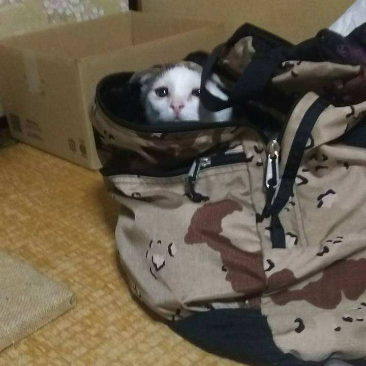 2c6176cc e617 404f a0cb c76aac6d294d