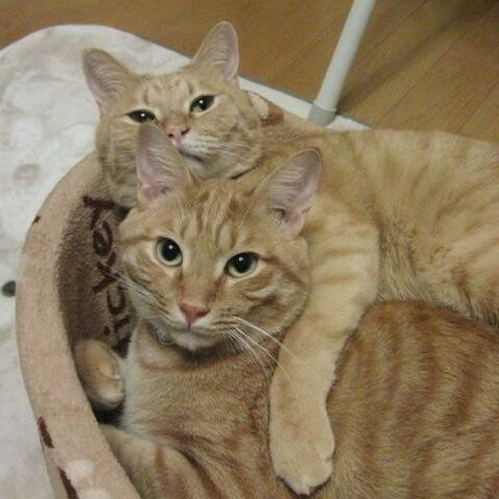 2c663afc 4e6a 4b3f 932c 4bd175bd3efb