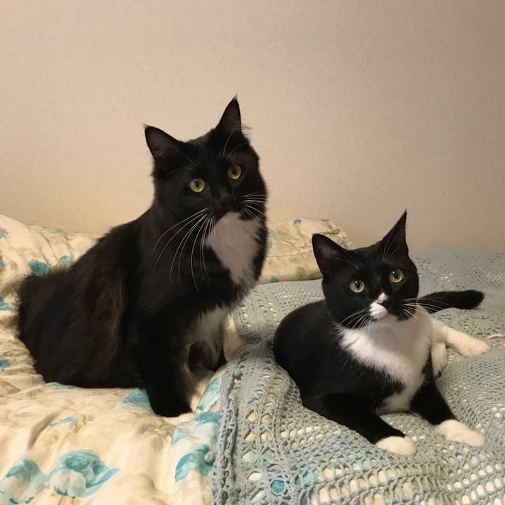 2c66d4d4 c3c3 46cc bc73 42343eb36be6