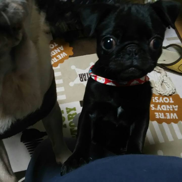 2c6cd8e1 6fb7 49cc 9eab a8d430318fb5