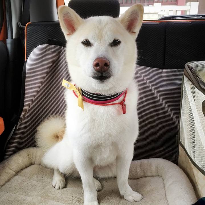 2c7331ce cafb 40e9 9313 927ae0f96008