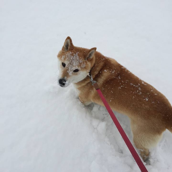 2c787fdc 295d 4b16 8803 a2c9e042c16d