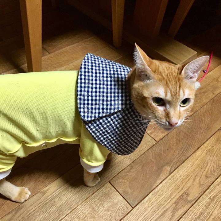 2c7ca4b1 2f70 407a ba3c fcf26470eb37