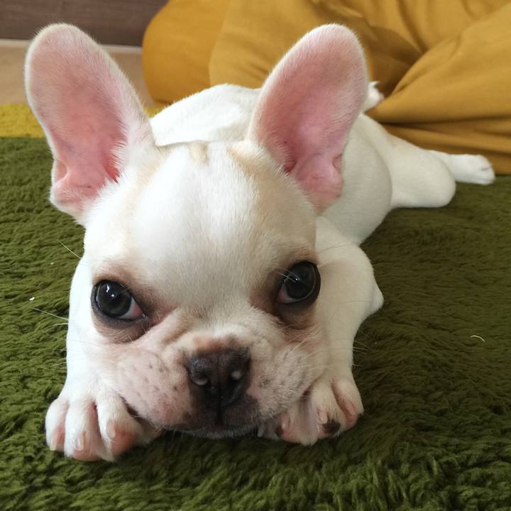 2c811814 2dfa 4026 a8ba 1aea62787192