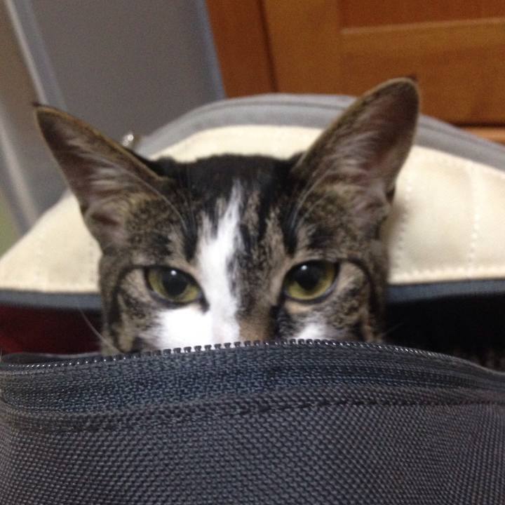 2c838ff0 802e 45f9 bcb1 2ecb0bbd0df7