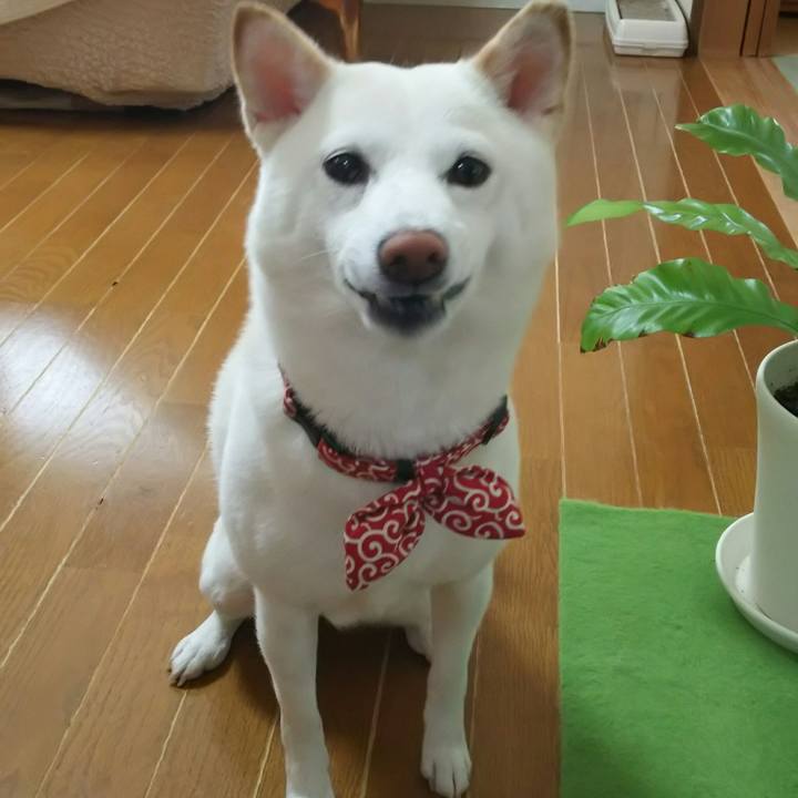 2c90217c 0ce9 4de1 986c 2267a8e0306e