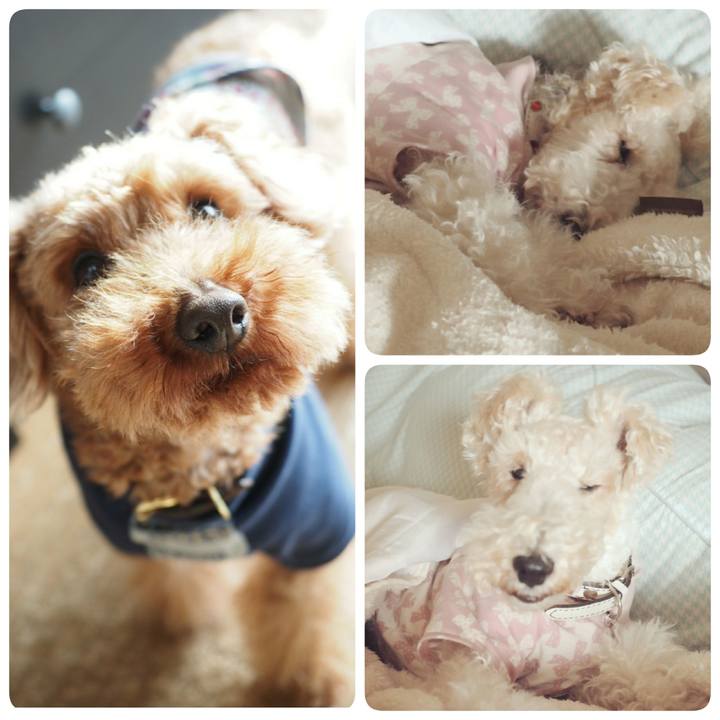 2c90ee67 b34c 4709 a5cd 461c18874fa9