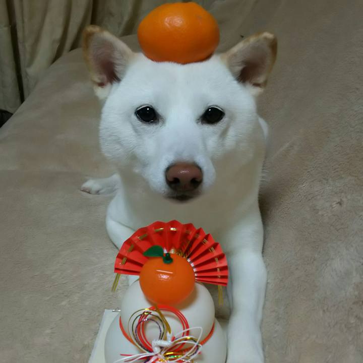 2c91f2c1 4b17 4776 8d34 1e2b5e069655