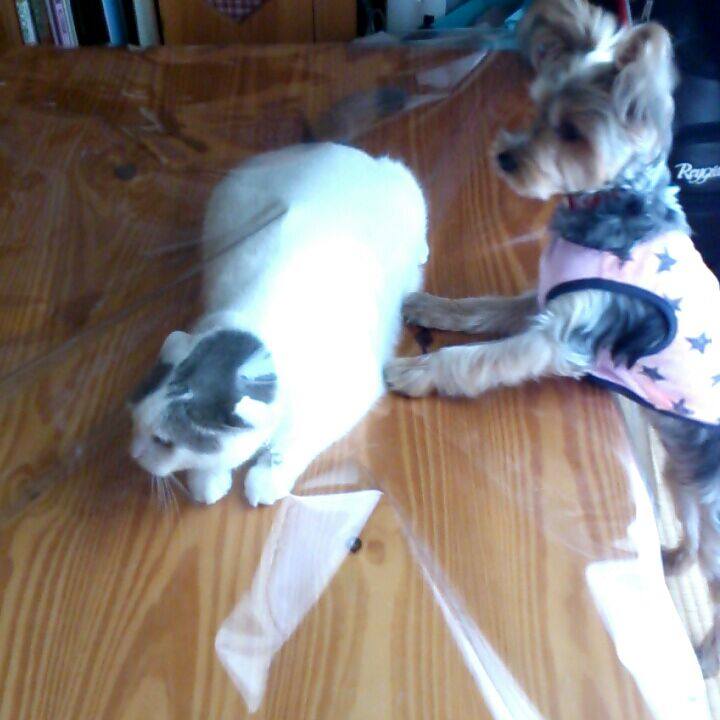 2c949788 8418 42e8 9a8d 216979140c04