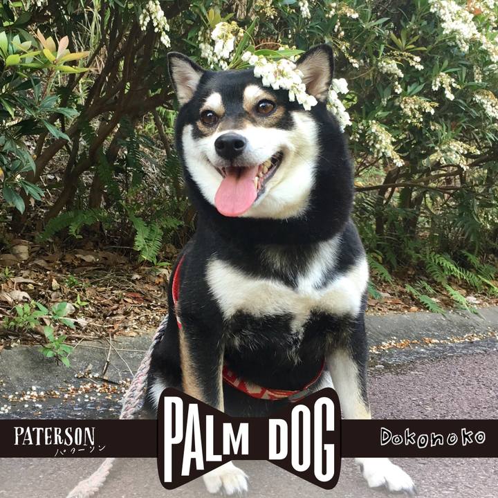 2c9b328a 646f 4d6c 9086 fd8fd3461b8c