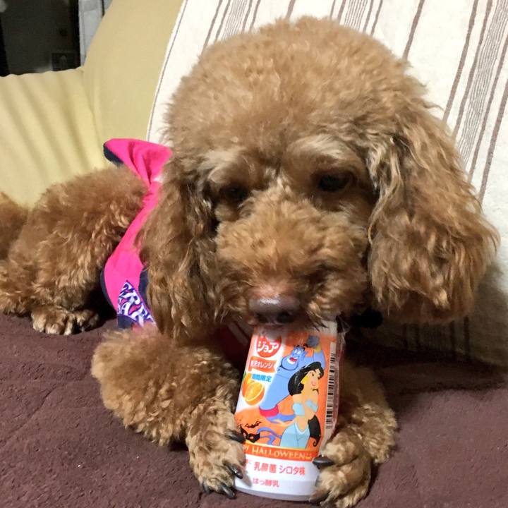 2ca33d1a 0a38 46f1 b22c 2aa8122a8244