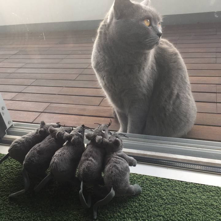 2ca54e1a 9063 4cd0 9f58 25e66b88a449