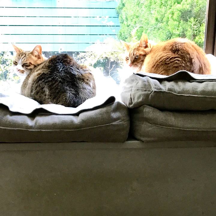 2ca7bca8 75e8 4294 82fd 5c2efd24b72d