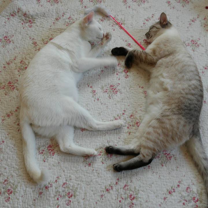 2ca8dba3 f0ba 46b4 b537 45a085c4b464