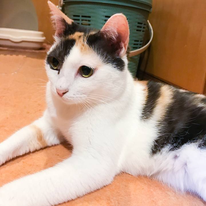 2cb69c81 19a3 4bb4 b04c cef3d37cc024