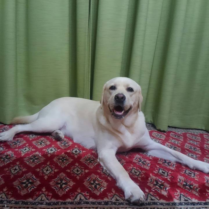 2cbe0bd4 1c96 42c4 a090 f0505cf2b230