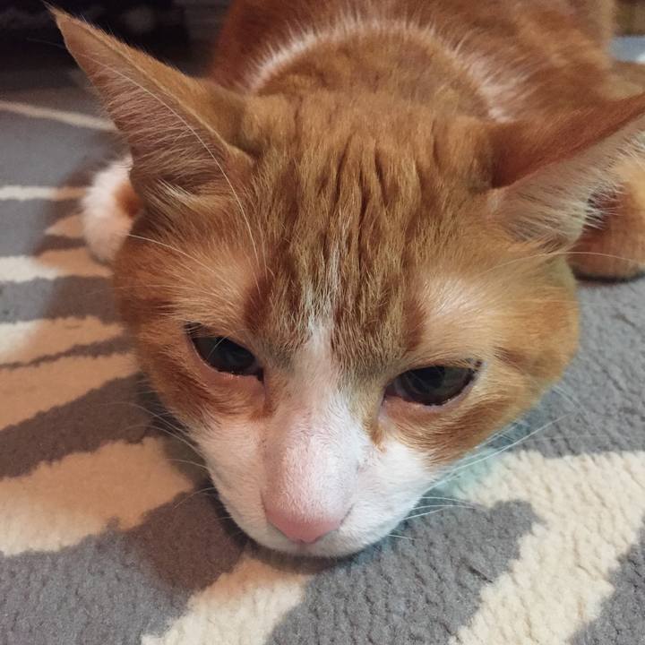 2cc00f10 1dd1 4394 b0c2 dc7a81df879f