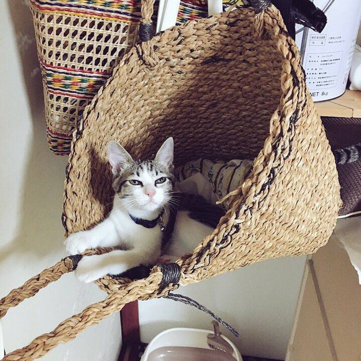 2cc4aacf 1eed 4a31 ae36 8fba6ca72e00