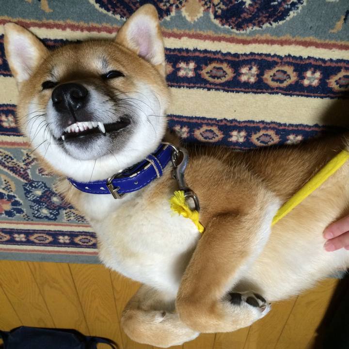 2cca795c 1f8f 49f5 898b 269b70c2cb08