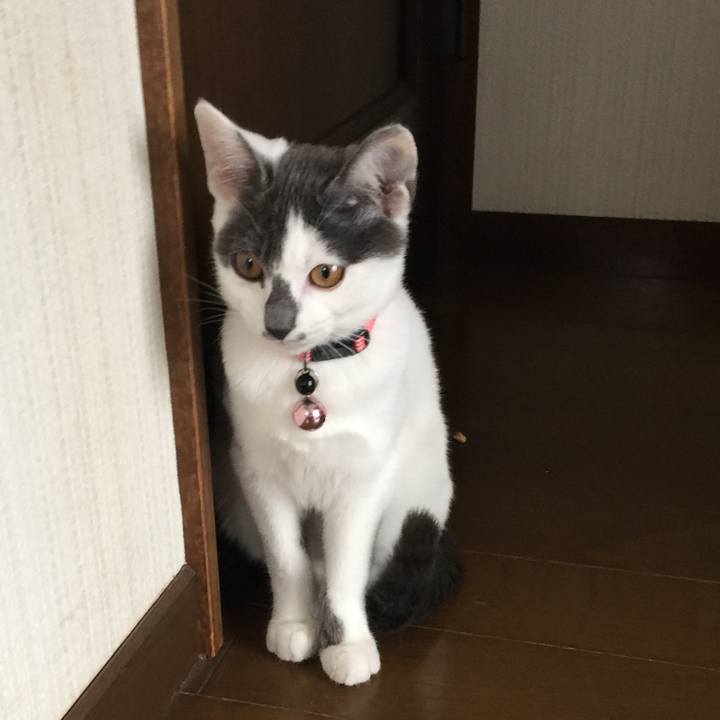 2cd55b58 6056 409a a6fc 4b603c00e521