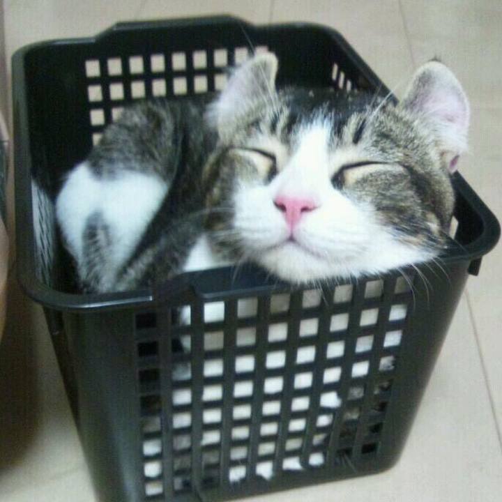 2ce18384 4c6a 4a0b b3bd e42226e026b3