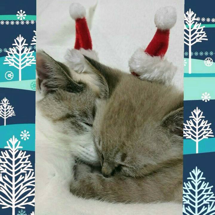 2ce7ba27 5633 4343 8421 5af3e7cfa75b