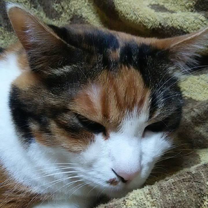 2cf70f7a f439 419a 92f8 03450445f0e1