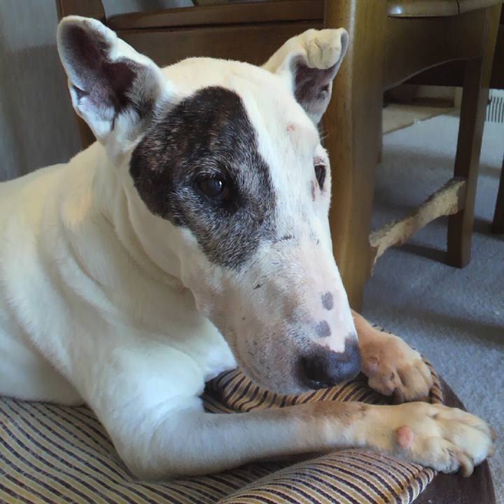 2cf8d2cc 7df6 4630 af41 f3021b042769