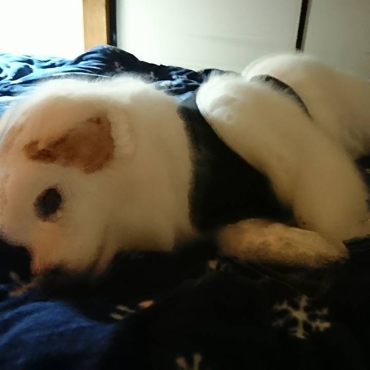 2cff9036 7259 4b9c a1fd 65b8f58291de