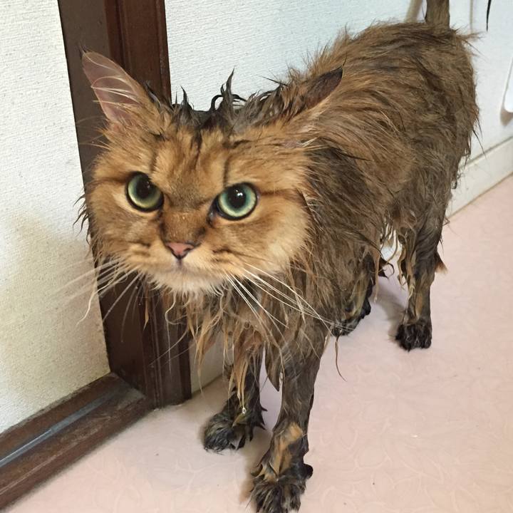 2d03b4f3 5af4 44a1 8567 c174f69b518a