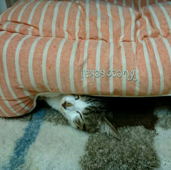 2d1f8d0b 4cff 413d a3d1 00ebd1d9832f